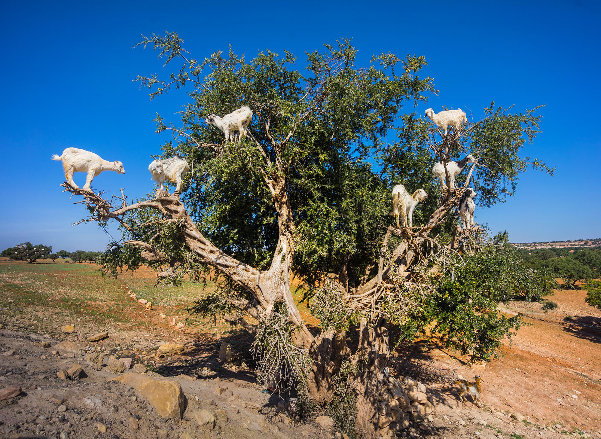 Sahara Desert Tour - Trekking Around Morocco - Anti Atlas