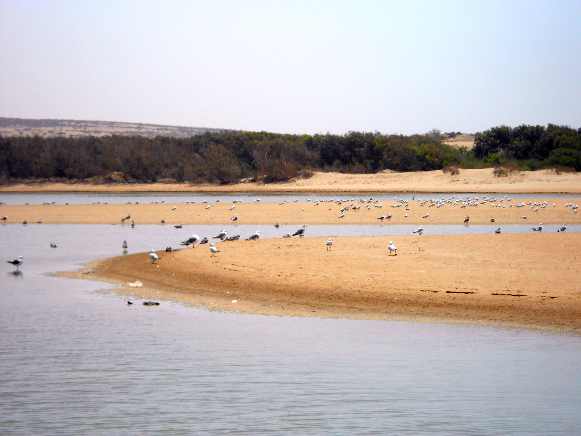 O que fazer e ver em Agadir, o popular destino de férias de Marrocos - Parque Nacional Souss Massa