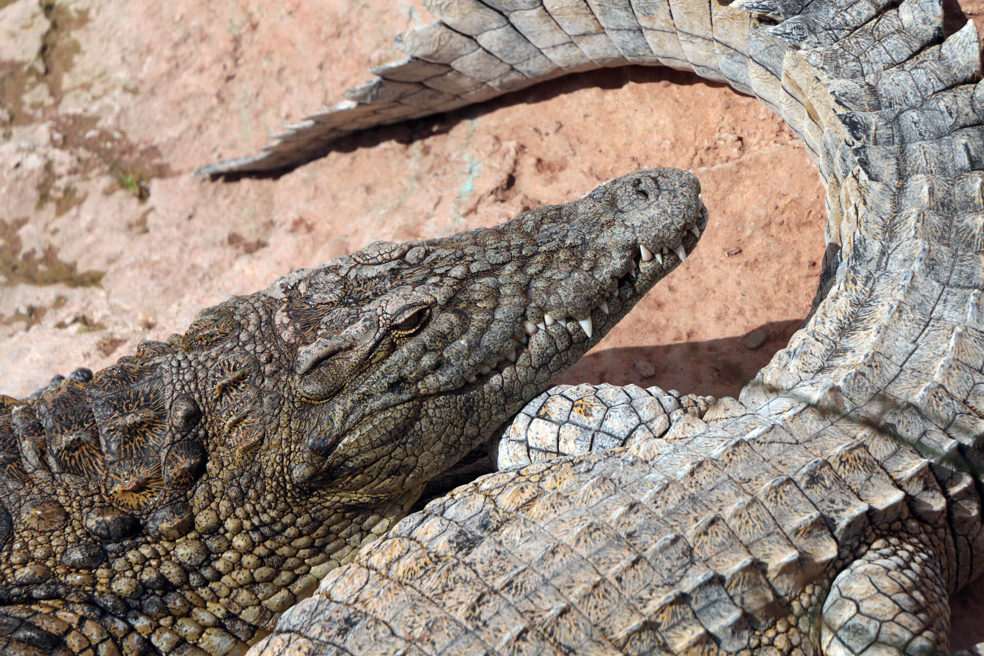 O que fazer e ver em Agadir, o popular destino de férias de Marrocos - Crocparc