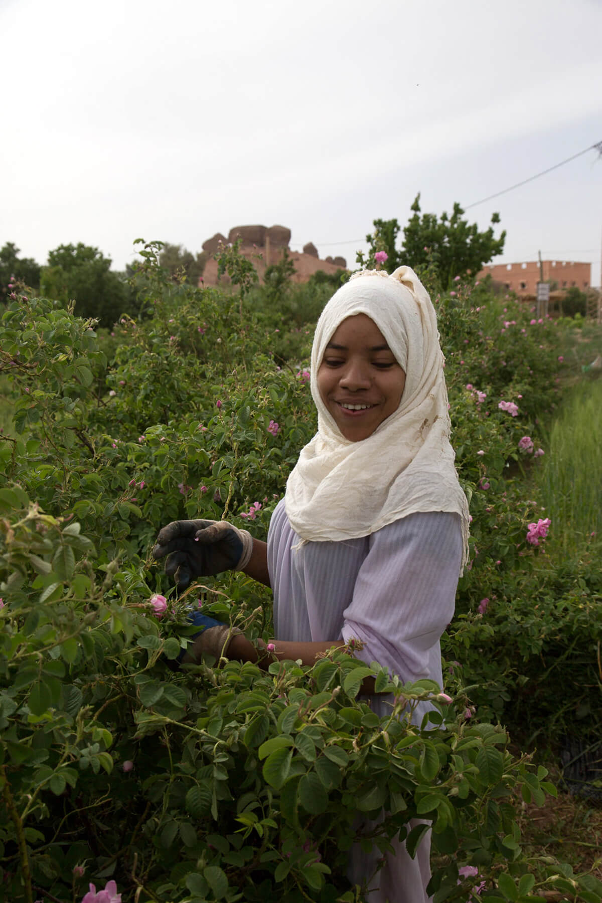 Sahara Desert Tour - Festivals: Discover a More Intimate Side of Morocco - Festival of the Roses